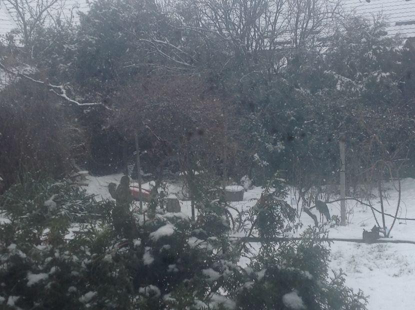  - Gradina feb 2018 un inceput de nou sezon