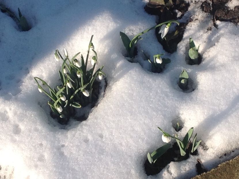  - Gradina feb 2018 un inceput de nou sezon