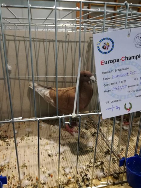  - Abony 2018 Campionatul European - cativa din porumbeii mei expusi