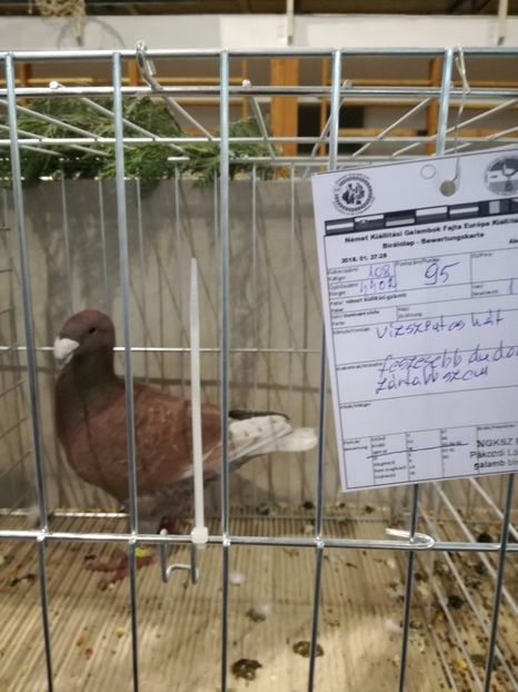 - Abony 2018 Campionatul European - cativa din porumbeii mei expusi