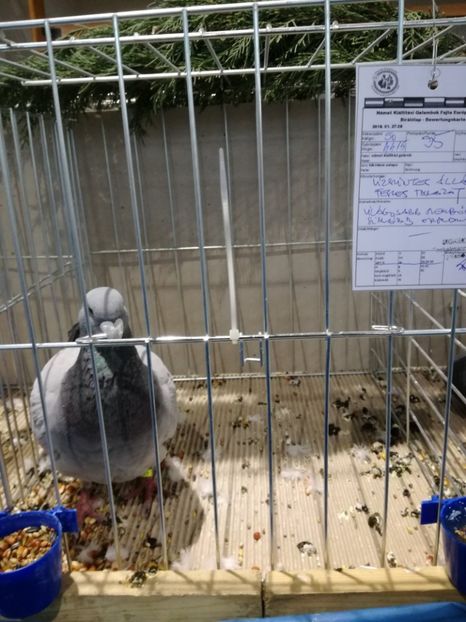  - Abony 2018 Campionatul European - cativa din porumbeii mei expusi