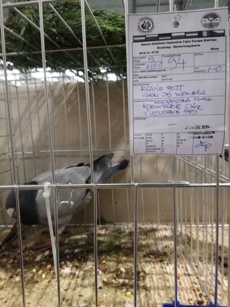  - Abony 2018 Campionatul European - cativa din porumbeii mei expusi