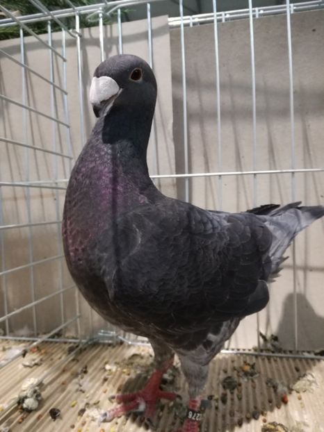  - Abony 2018 Campionatul European - cativa din porumbeii mei expusi