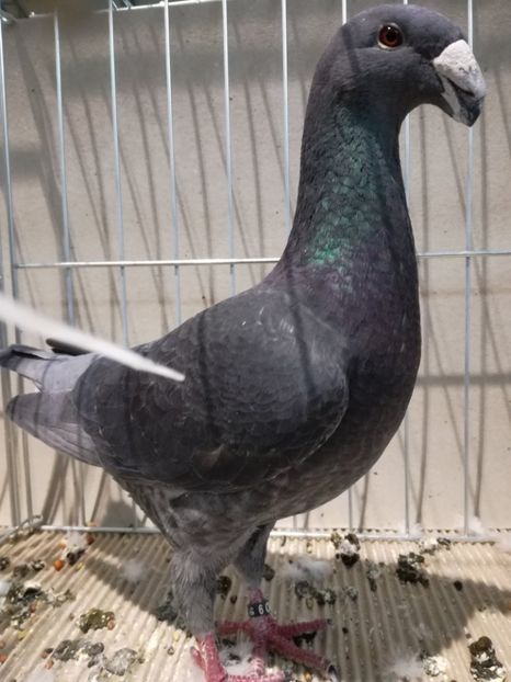  - Abony 2018 Campionatul European - cativa din porumbeii mei expusi