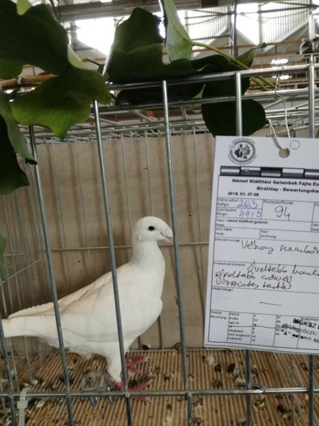  - Abony 2018 Campionatul European - cativa din porumbeii mei expusi