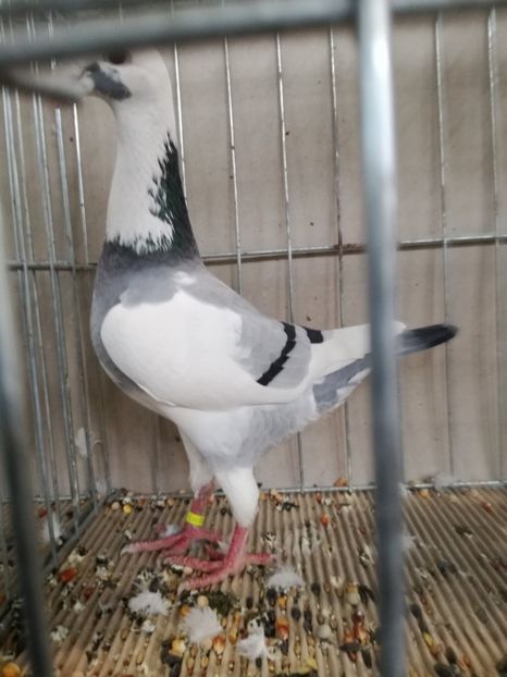  - Abony 2018 Campionatul European - cativa din porumbeii mei expusi