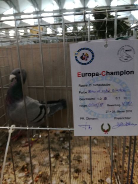  - Abony 2018 Campionatul European - cativa din porumbeii mei expusi