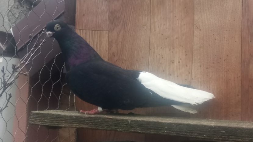  - De vânzare negri codalbi matcă 2018