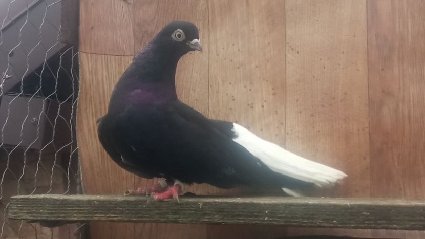  - De vânzare negri codalbi matcă 2018