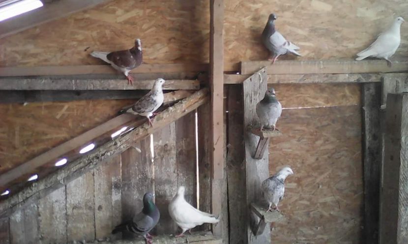 received_544983269209020 - Voiajori 2018