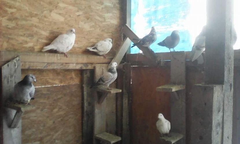 received_544982889209058 - Voiajori 2018