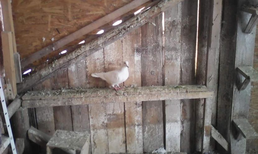 received_544983089209038 - Voiajori 2018