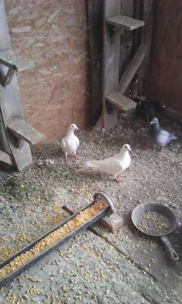 received_544983112542369 - Voiajori 2018