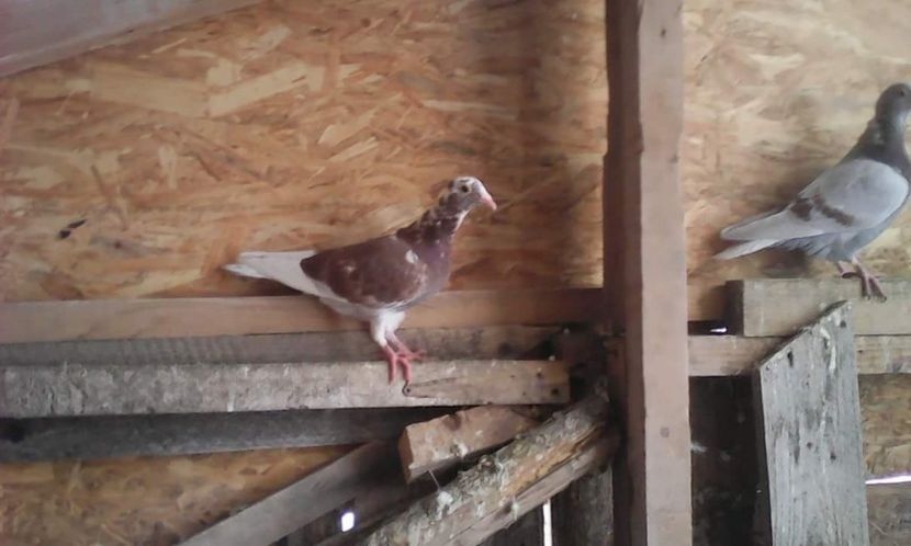 received_544982115875802 - Voiajori 2018