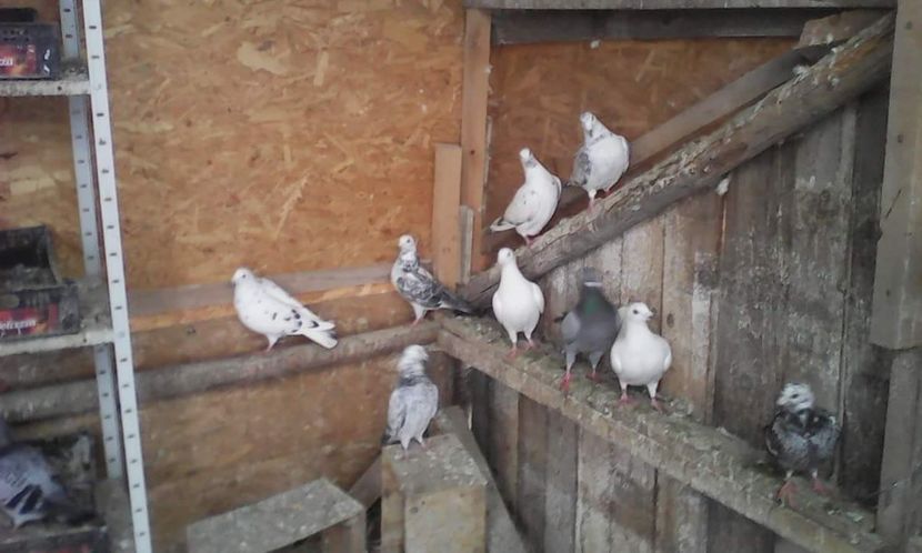 received_544982129209134 - Voiajori 2018