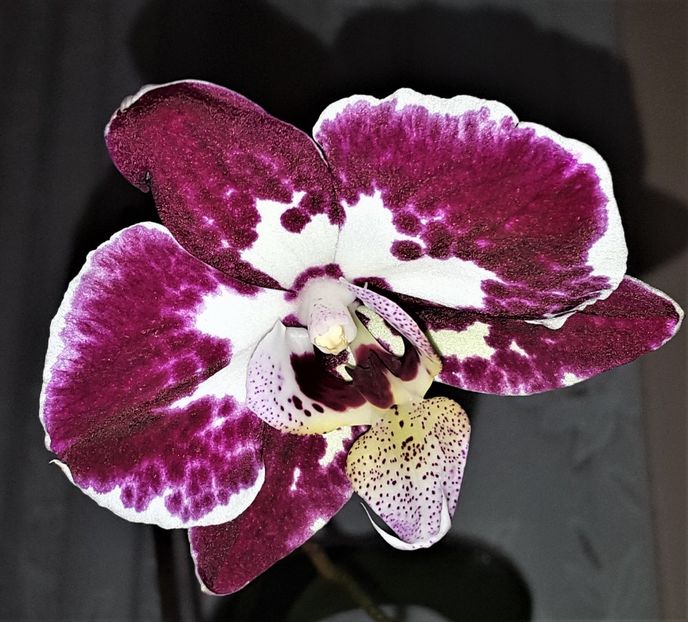  - Phalaenopsis 1