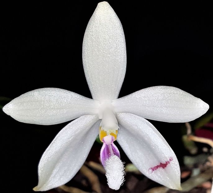 Tetraspis - Phalaenopsis 1