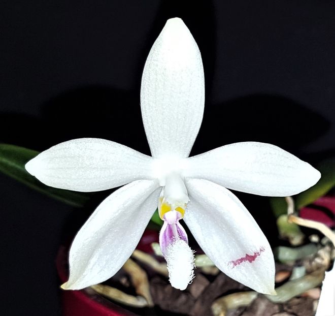  - Phalaenopsis 1