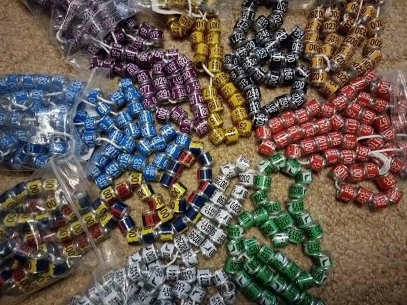 28175937_1992719017466386_434939901_n (1) - INELE PORUMBEI 2018-80bani-0725840353-7mm-8-9-10-11-12mm