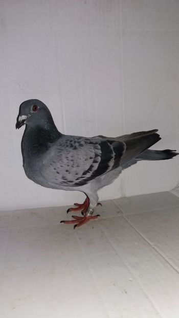 F 2015 vanduta - De! voiajori vanduti