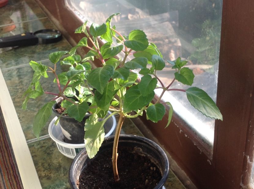 Butasi înrădăcinat in apa Blue Sarah - Tăiere de igienizare fucsia