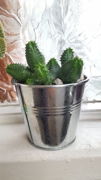 Euphoria pseudoglobosa - Cactusi 2017