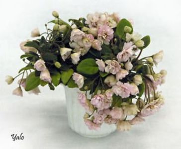 Pink Mint poza net - Pink Mint