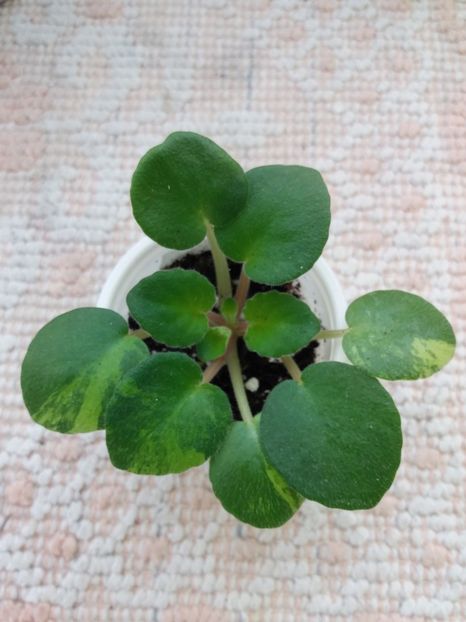 19 feb - ZZ Ness Cranberry Lace