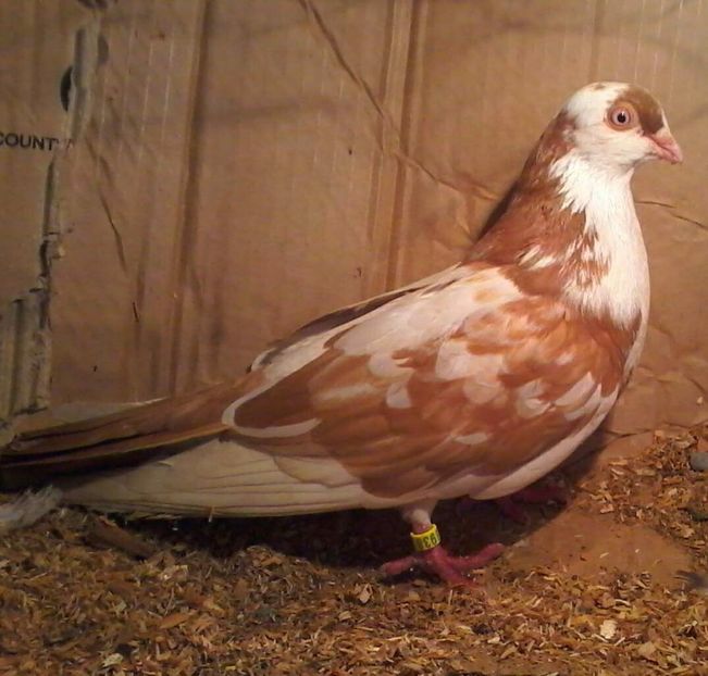 Din moriscari nezburat - Z-GALATENI CARE MI-AU APARTINUT