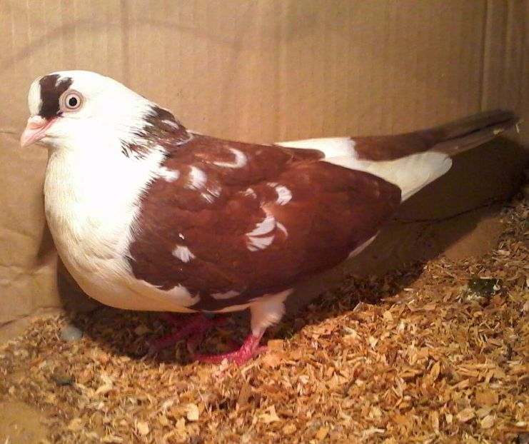 Din moriscari nezburata - Z-GALATENI CARE MI-AU APARTINUT