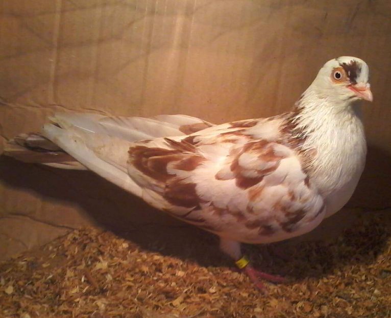 Moriscar - Z-GALATENI CARE MI-AU APARTINUT