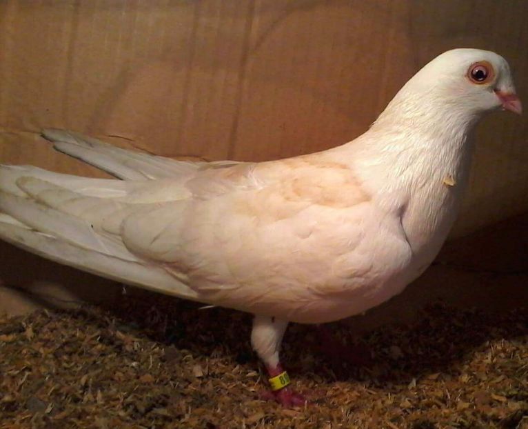 Moriscar - Z-GALATENI CARE MI-AU APARTINUT