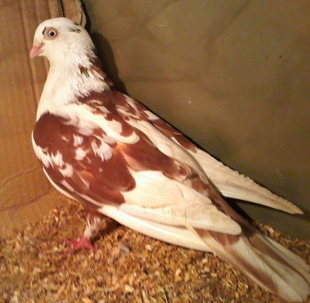 Moriscara - Z-GALATENI CARE MI-AU APARTINUT