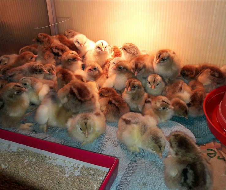 Seria I - a__Pui si tineret brahma 2018