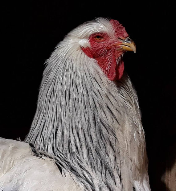 Athes Haralambie - BRAHMA CLUB ROMANIA Facebook