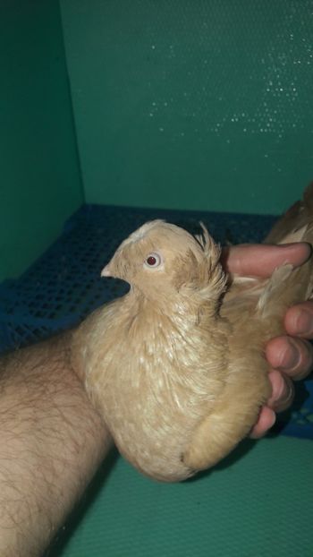 F 9346 - Jucatori de Botosani poze