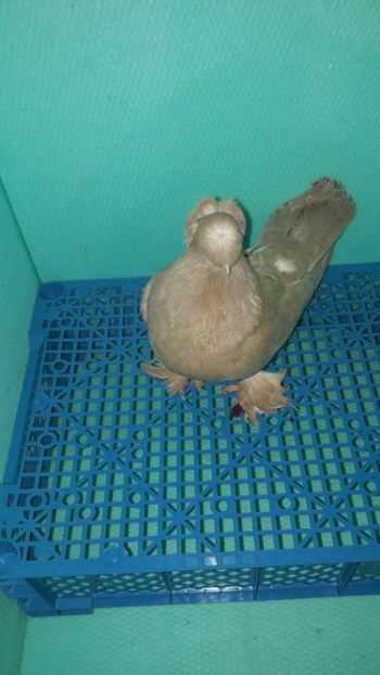 F 9346 - Jucatori de Botosani poze