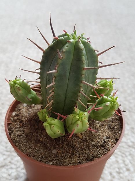 Euphorbia enopla - Cactusi si plante suculente 2017-2018-2019