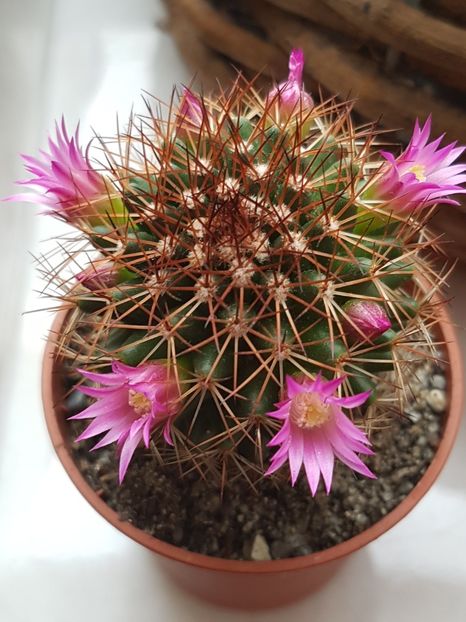 Mammillaria spinosissima - Cactusi si plante suculente 2017-2018-2019
