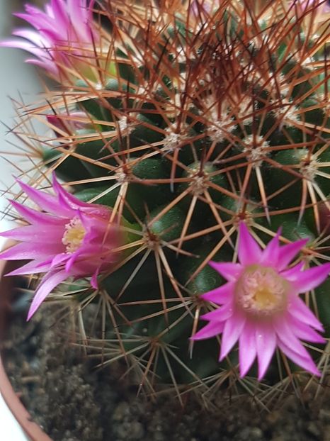  - Cactusi si plante suculente 2017-2018-2019