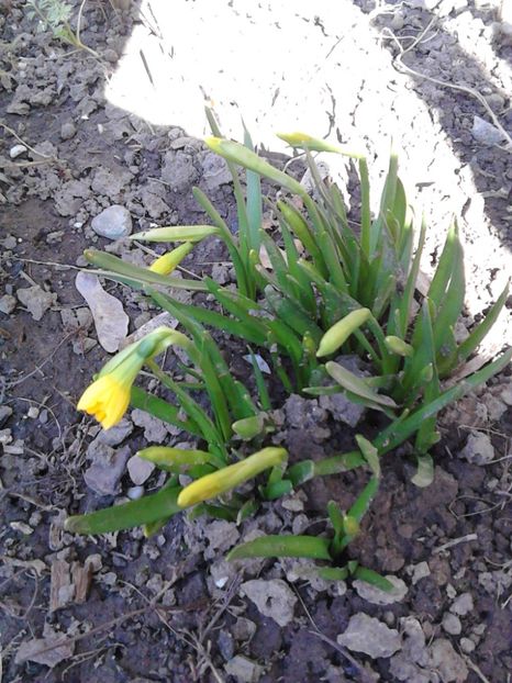 Narcissus-pseudonarcissus - 3 Eu si florile mele