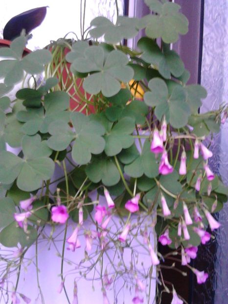 Oxalis - 3 Eu si florile mele