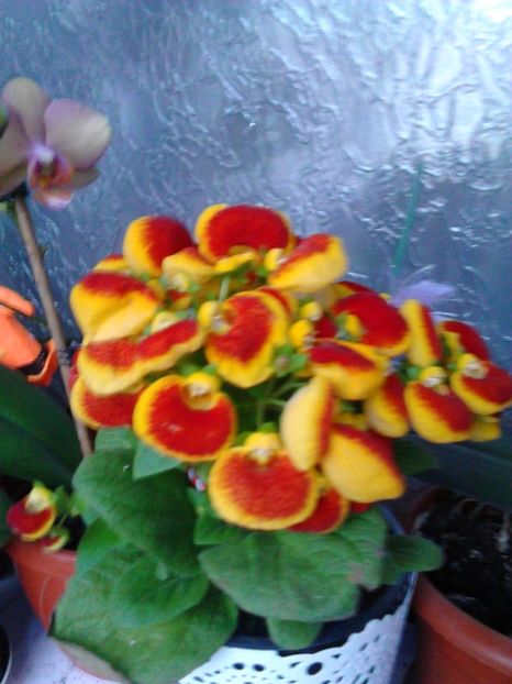 Calceolaria - 3 Eu si florile mele