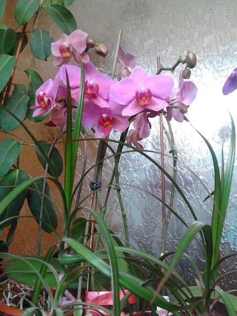 Orhidee Phalaenopsis - 3 Eu si florile mele
