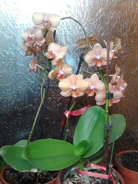 Orhidee Phalaenopsis - 3 Eu si florile mele