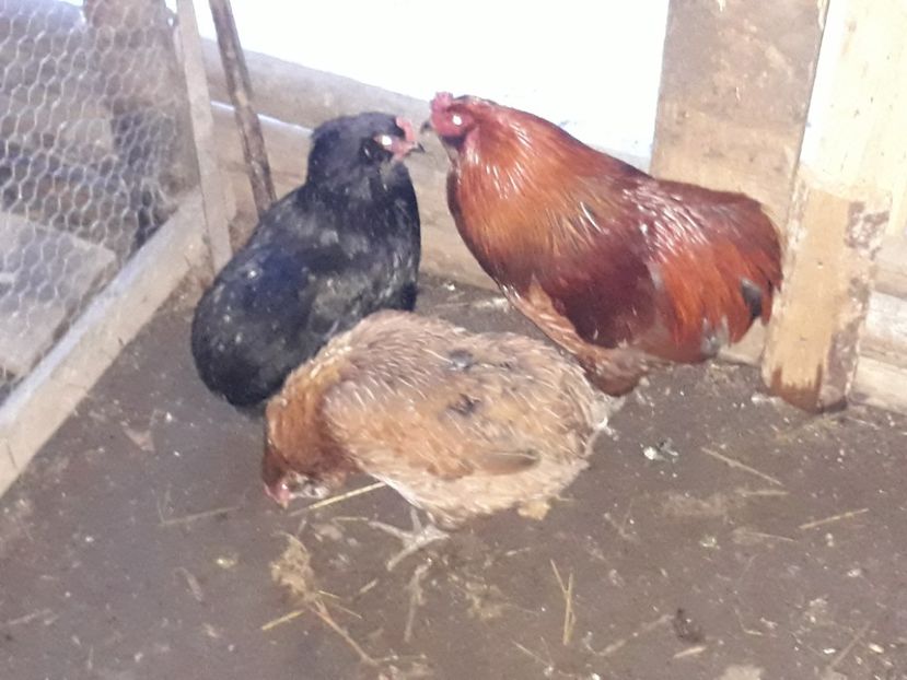  - 7 gaini oua verzi araucana