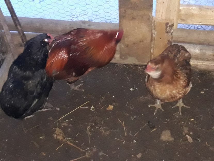  - 7 gaini oua verzi araucana