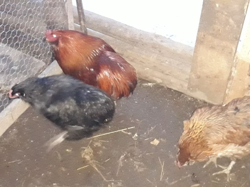  - 7 gaini oua verzi araucana