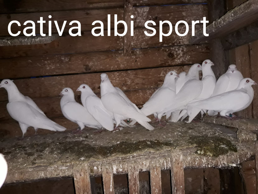  - 6 voiajori albi matca 2018