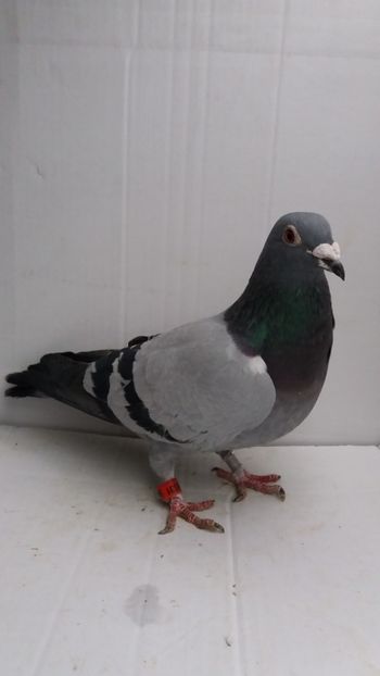 F 2010 achizitie luata de uliu18 - Por luati de uliu